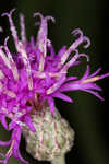 Giant ironweed